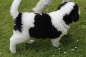Agatha 5-2