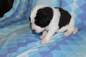 Agatha2-1