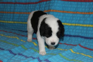 Agatha3-2