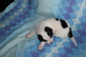 Alfons2-2